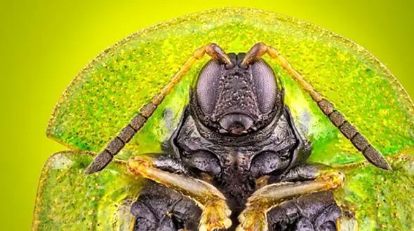 عکاسی از چشم سوسک؛ برنده جایزه عکس‌علمی شد
