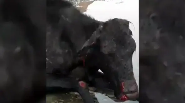 فیلم دلخراش از دریدن گاو توسط 2 گرگ وحشی/ در کرمانشاه رخ داد