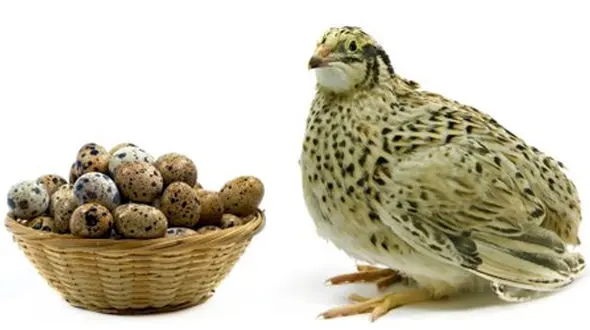 قیمت بلدرچین تازه در بازار