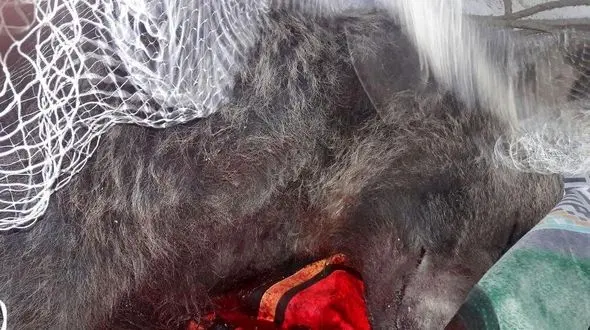 درمان خرس قهوه‌ای آسیب دیده در جاده چالوس + عکس 