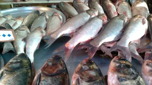قیمت جدید انواع ماهی اعلام شد