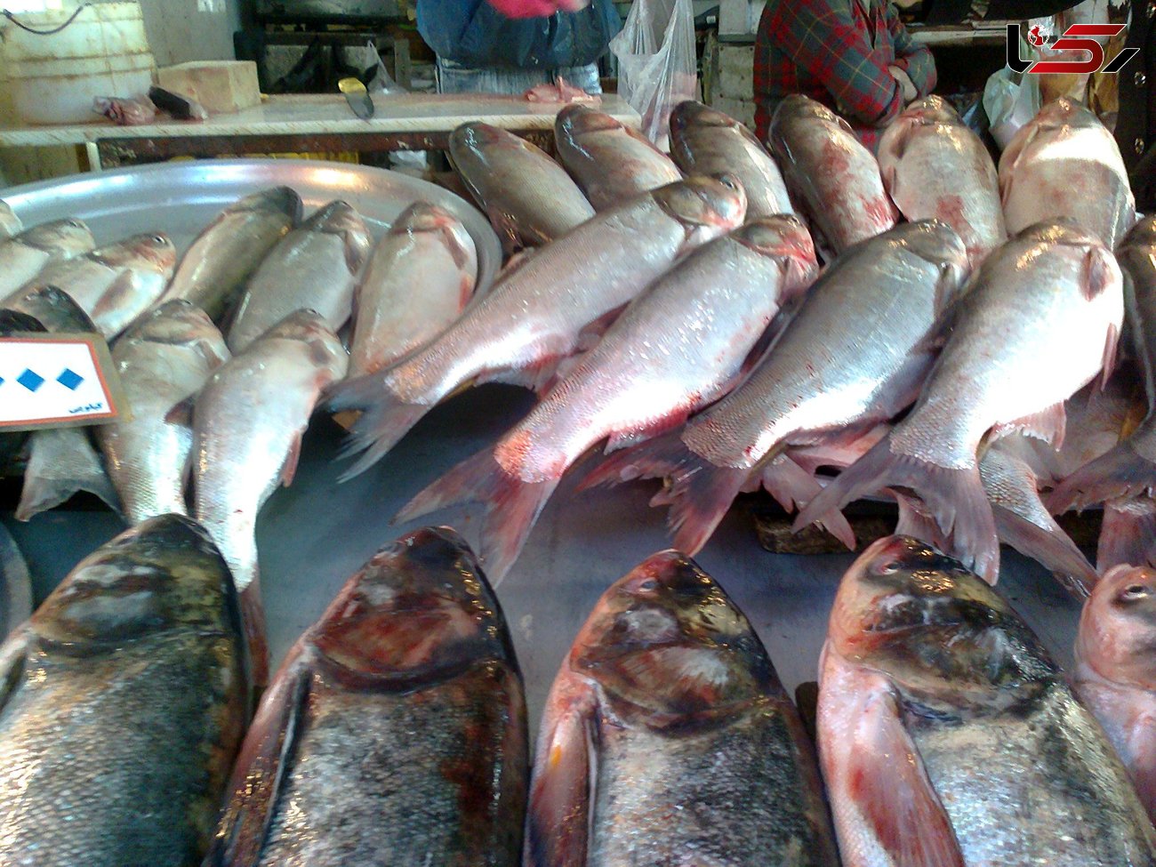 قیمت جدید انواع ماهی اعلام شد