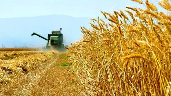 صادرات گندم ایران از سال آینده