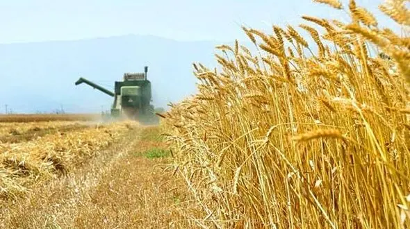 صادرات گندم ایران از سال آینده