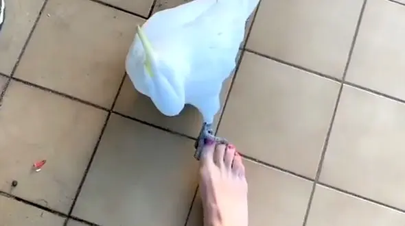 دید و بازدید عید به سبک عروس هلندی + فیلم