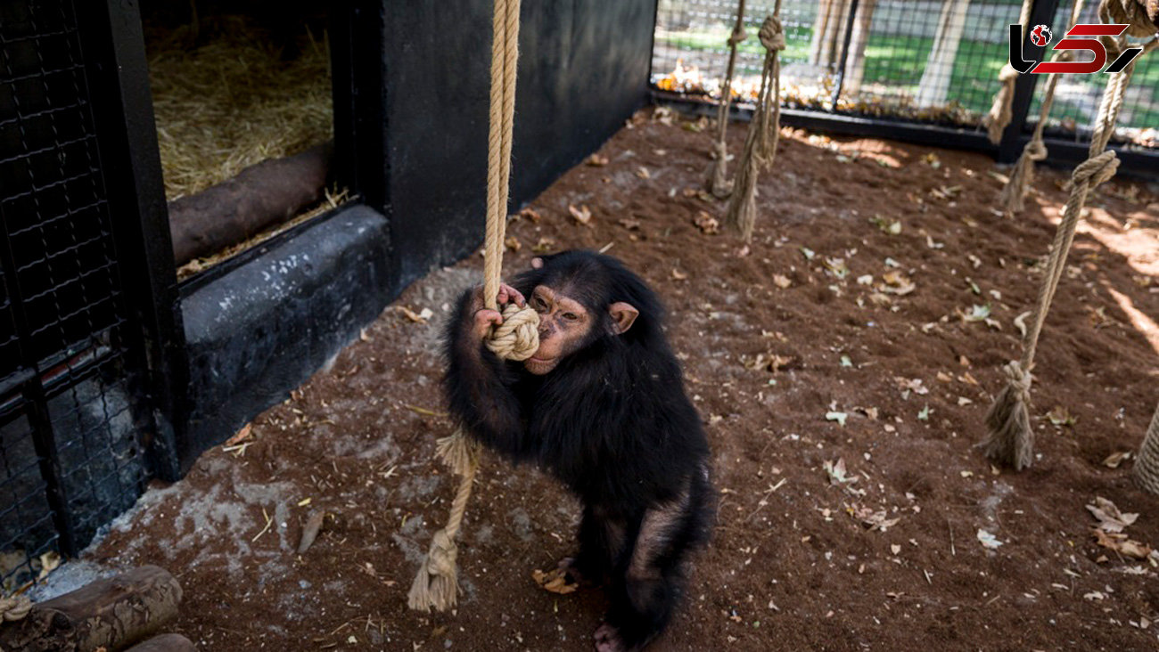 واکنش سازمان محیط زیست به مرگ شامپانزه باغ وحش ارم