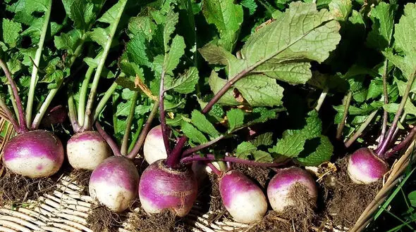 8 خاصیت علمی اثبات شده شلغم