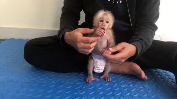 این بچه میمون پوشک شده است + فیلم