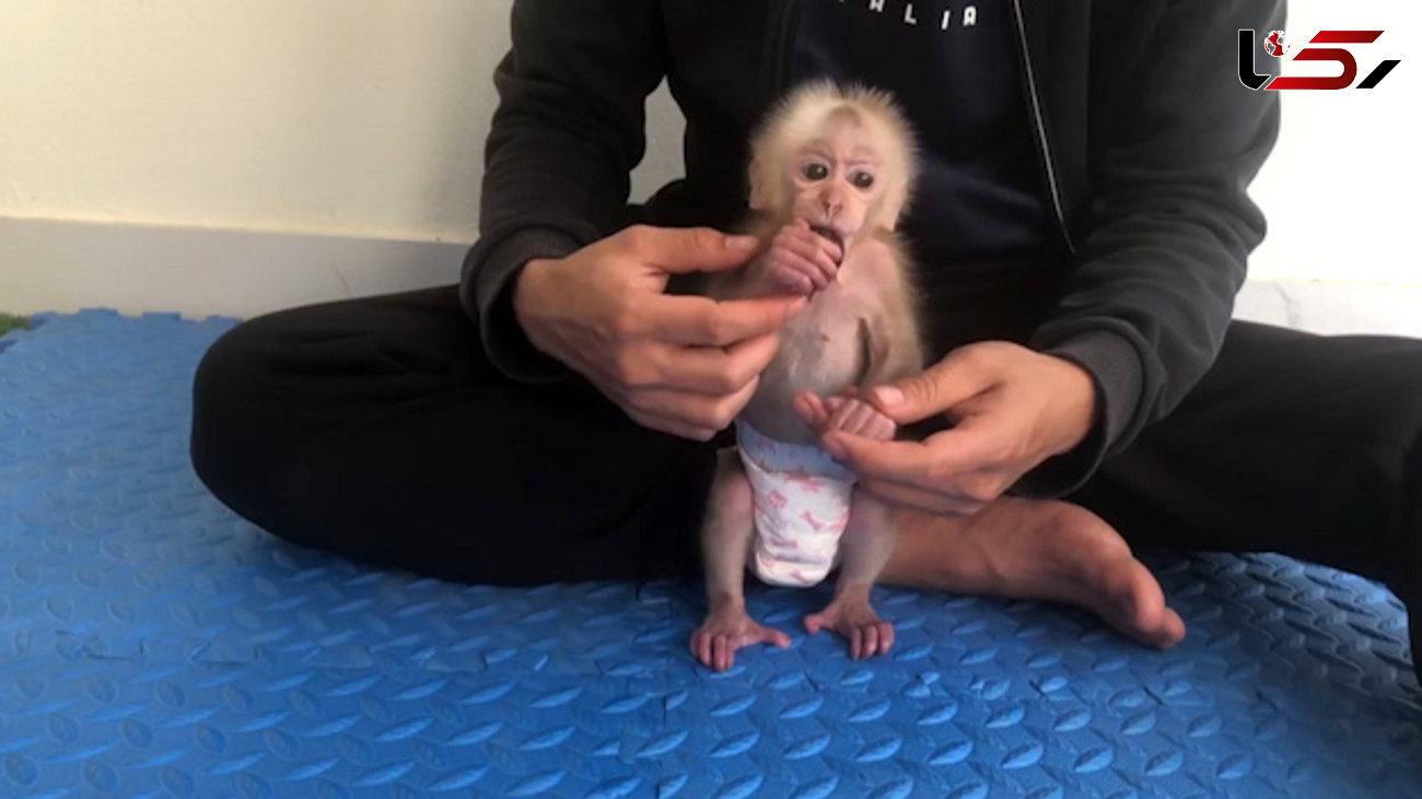 این بچه میمون پوشک شده است + فیلم