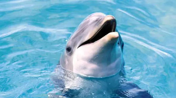 از درگیری بین تمساح ها تا درگیری بین 3 گاو