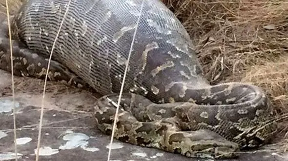 لحظه وحشتناک بیرون کشیدن زنی از شکم مار غول پیکر پیتون! + فیلم