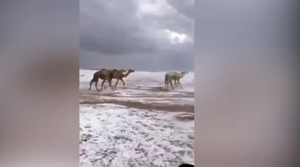 جولان شترها در برف عربستان + فیلم