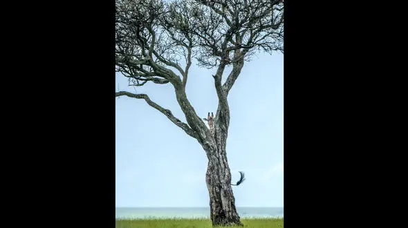 عکسی دیدنی از یک زرافه در حیات وحش کنیا