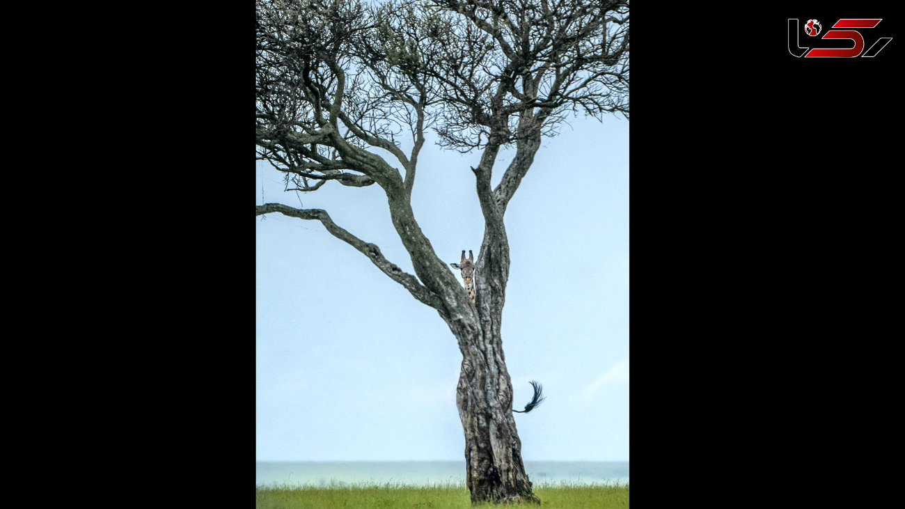 عکسی دیدنی از یک زرافه در حیات وحش کنیا