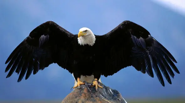 ببینید /  صدای باورنکردنی عقاب سر سفید + فیلم