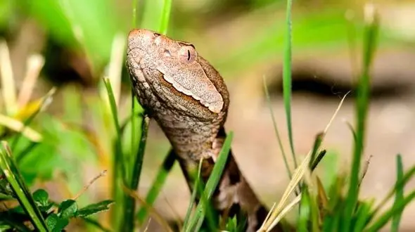 حمله پرنده به مار سمی او را کور کرد + فیلم