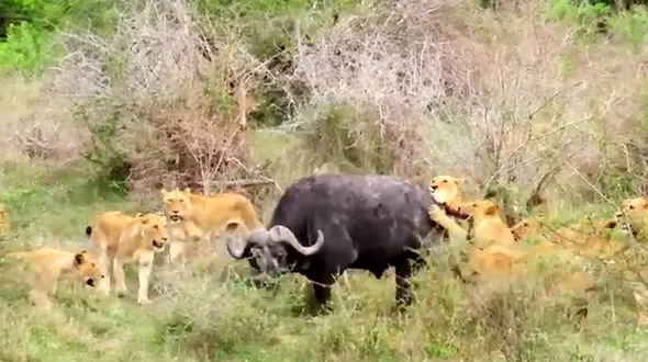 فیلم فرار معجزه آسای بوفالو از دست ۱۷ شیر
