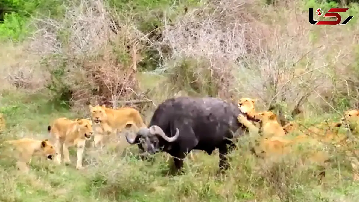 فیلم فرار معجزه آسای بوفالو از دست ۱۷ شیر