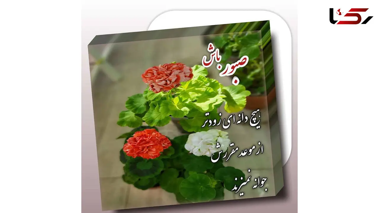 فال روزانه شخصی / 29 آذر ماه + فیلم
