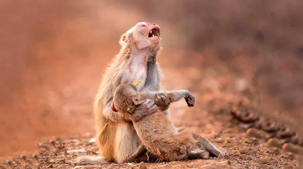 ضجه های دلخراش مادر پس از فوت فرزندش+ عکس