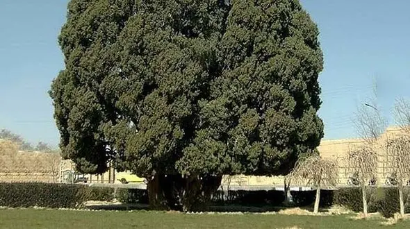 10 درخت کهنسال در استان‌های البرز و قزوین ثبت ملی شدند