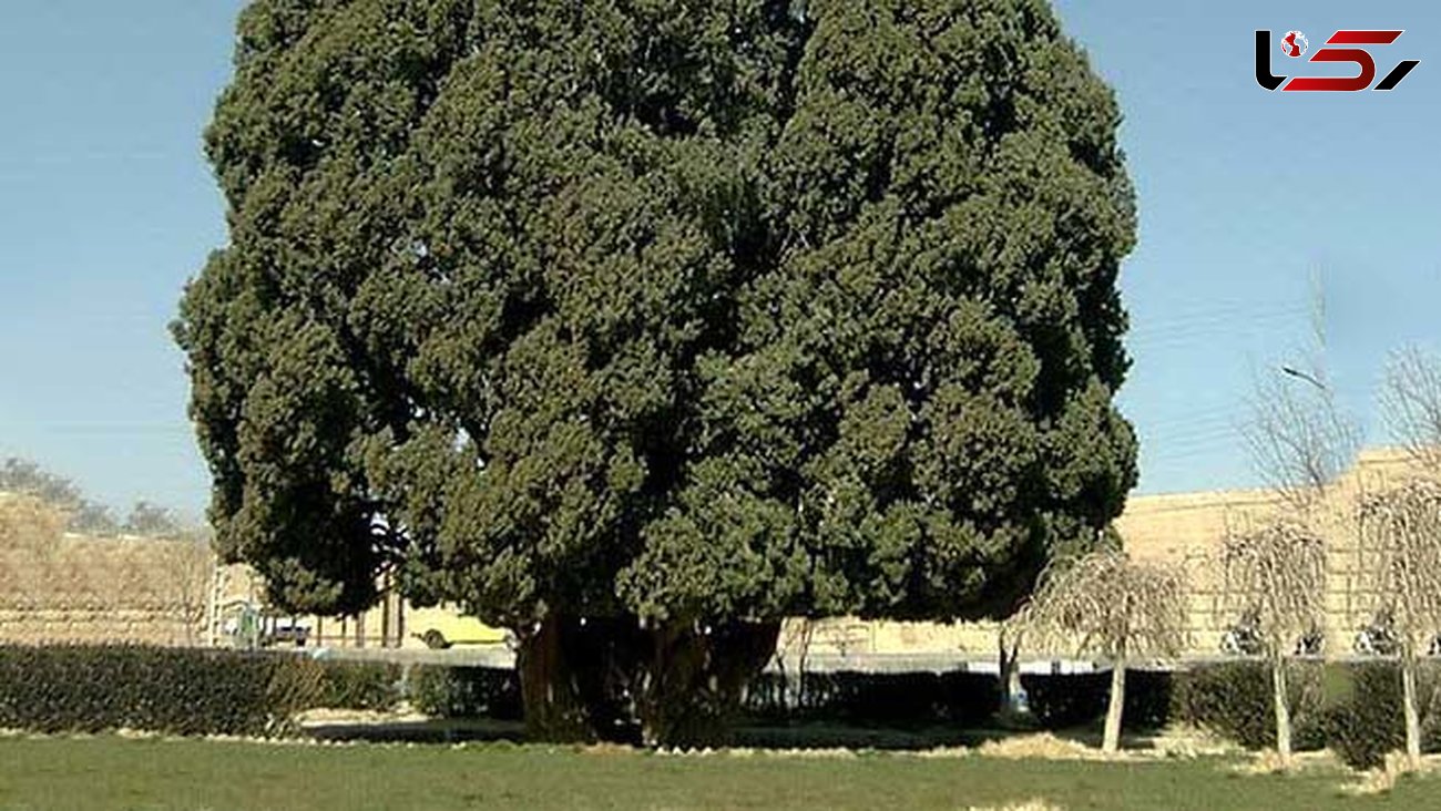 10 درخت کهنسال در استان‌های البرز و قزوین ثبت ملی شدند