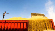 روسیه بزرگترین فروشنده گندم به ایران/ افزایش واردات گندم ممنوعه