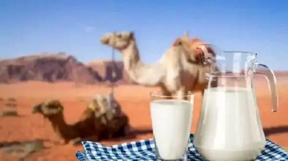 کشف درمان آسم با مصرف شیر این حیوان