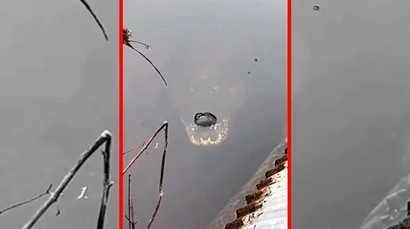 فیلم استتار فوق العاده تمساح در آب