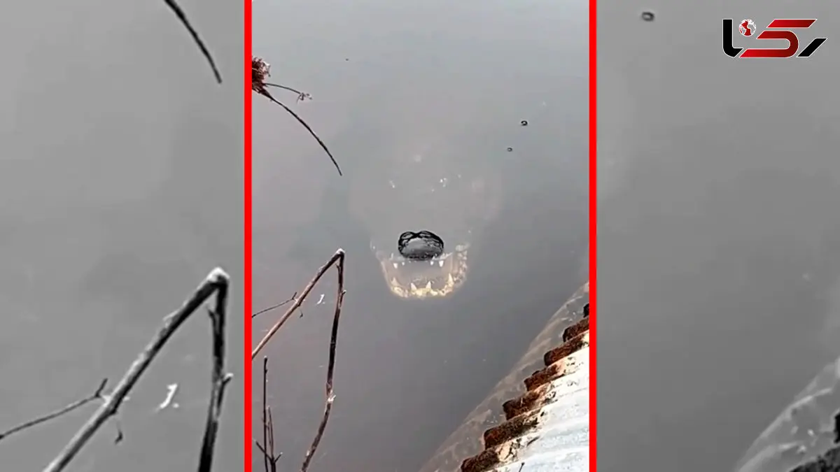 فیلم استتار فوق العاده تمساح در آب