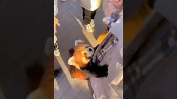 این پاندای قرمز لوس از عابران می خواهد که او را بغل بگیرند! + فیلم 