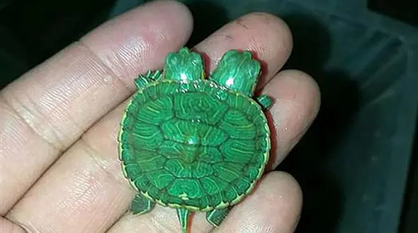 کشف لاک پشت 2 سر در تایلند + عکس 