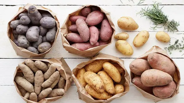 عجیب تر از این سیب زمینی‌ها دیده اید ؟ + عکس