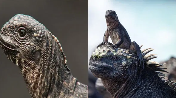 فرار هیجان انگیز مارمولک بزرگ از چنگال مارهای گرسنه+فیلم