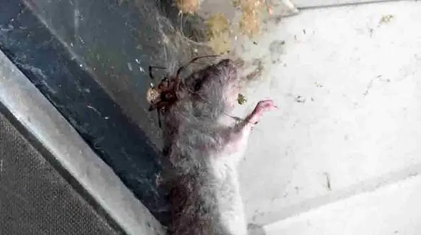 فیلم شکار موش بزرگ توسط عنکبوت !! / باورنکردنی