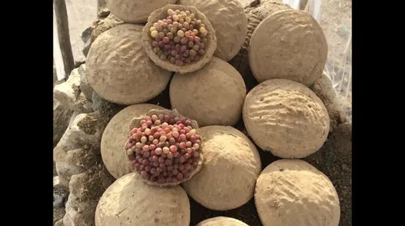 تازه نگه داشتن انگور به روش مردم افغان