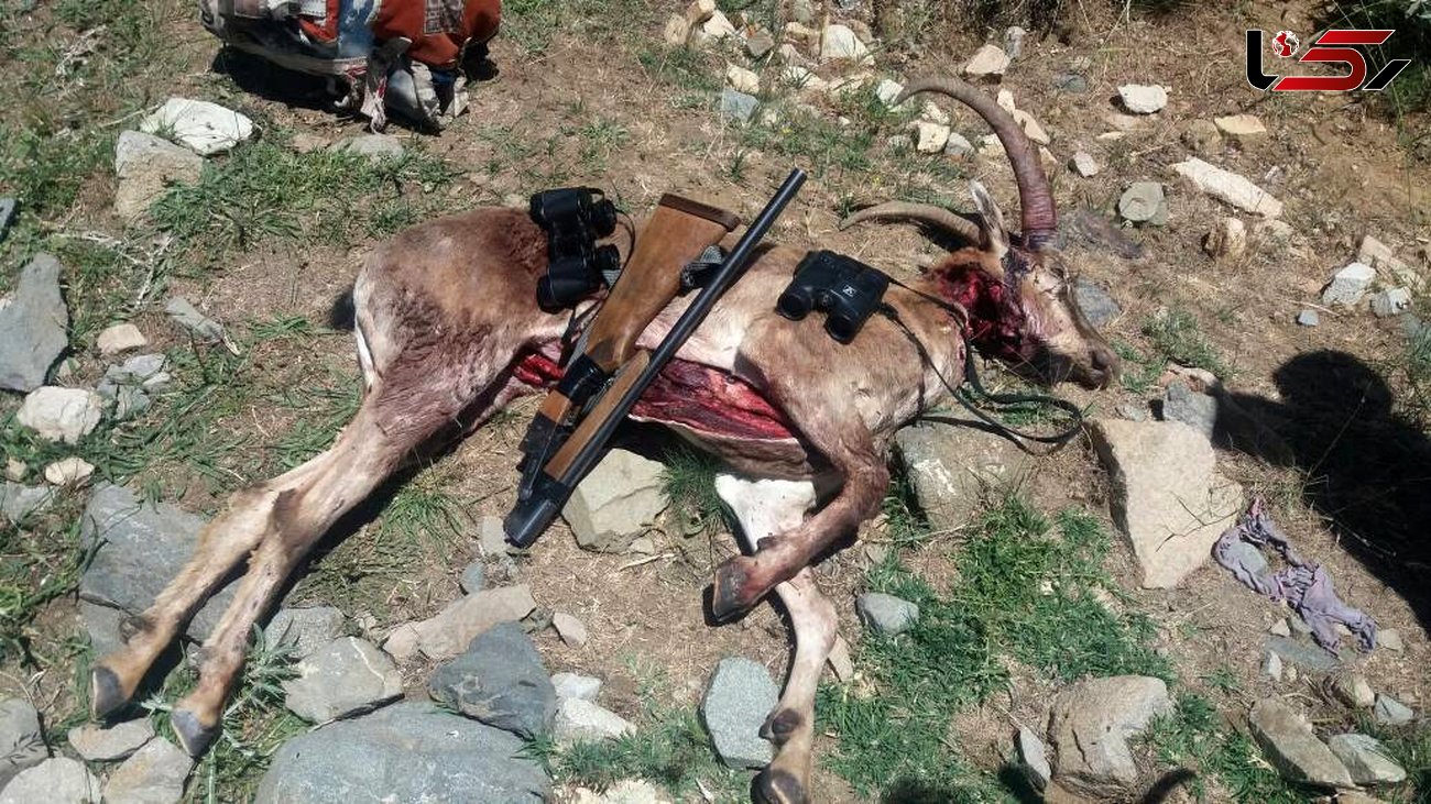 دستگیری چهار شکارچی  بی رحم و متخلف شکار  کل وحشی در منطقه حفاظت شده بدر و پریشان شهرستان قروه