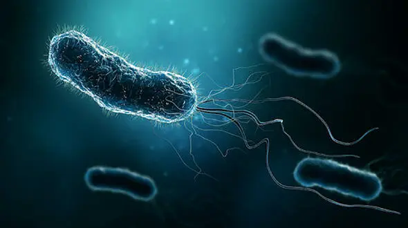 زنگ خطر شیوع عفونت باکتریایی در انگلیس