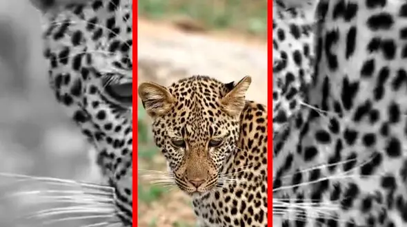 فیلم جلب توجه پلنگ توسط موجودی کوچک