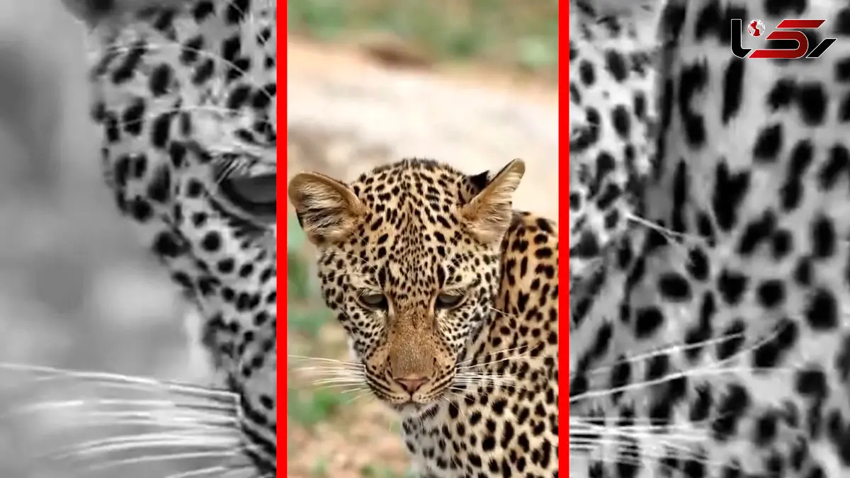 فیلم جلب توجه پلنگ توسط موجودی کوچک