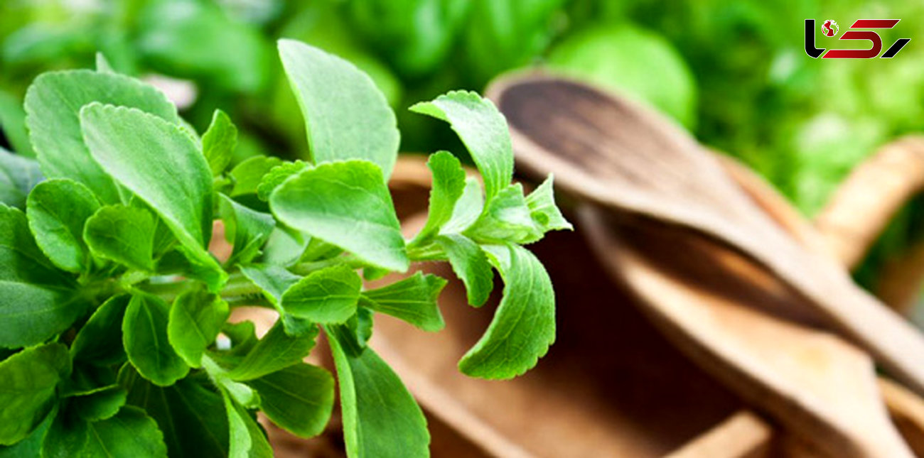 سلامت کبدتان را با یک گیاه معجزه آسا بیمه کنید