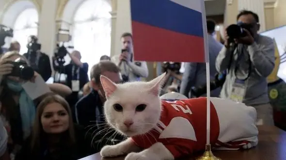  گربه پیشگوی روس ایران را برنده بازی با مراکش اعلام کرد + عکس 