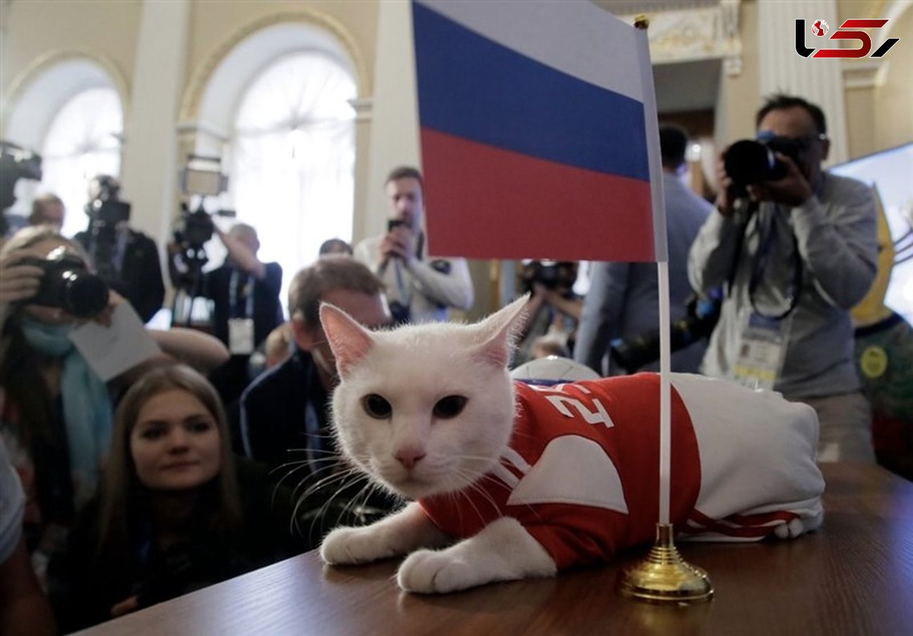  گربه پیشگوی روس ایران را برنده بازی با مراکش اعلام کرد + عکس 