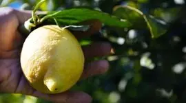 کدام لیمو برای مغز مفیدتر است؟ / نتیجه یک پژوهش درباره ۶ نوع لیمو غافلگیرتان می کند