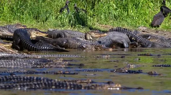 ساحلی که هیچکس جرات گرفتن حمام آفتاب ندارد! +تصاویر دیدنی 