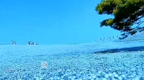 گل های این پارک ساحلی روح تان را جلا می دهد + فیلم