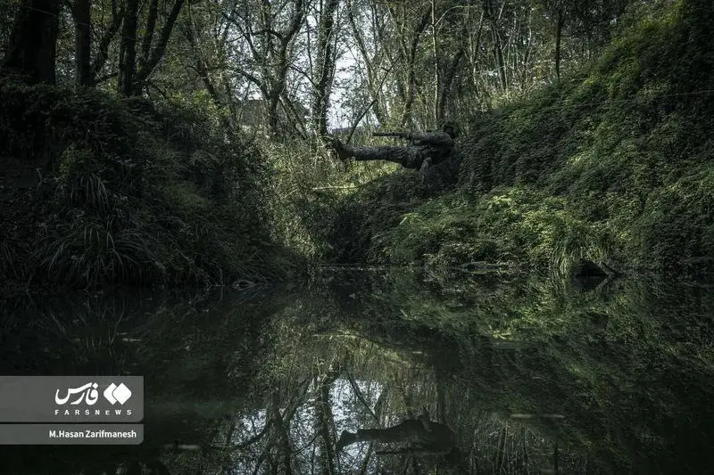 تمرین و آموزش های تخصصی رزم در جنگل توسط بسیجیان یگان ویژه فاتحین تهران بزرگ در جنگل‌های شمال کشور