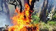 درخت گردوی 800 ساله سلسله در آتش سوخت / ادامه تخریب محیط زیست لرستان 