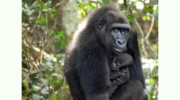 خواب بچه گوریل در آغوش مادرش + عکس