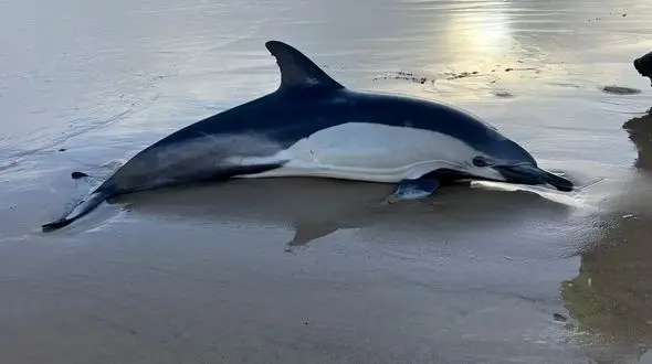 حقیقت تلخ در دنیای حیوانات: دلفین‌ ها گرفتار آلزایمر می‌ شوند!